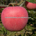 fresh apple exporter